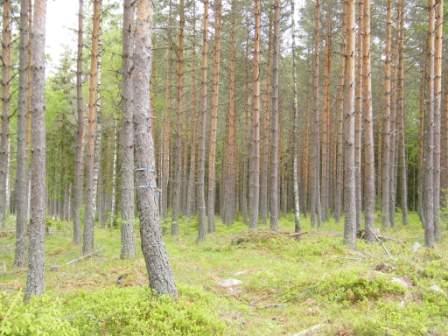 Del av Vetlanda Ömmastorp 1:10 Fastighetsdelen är endast Skogsmark Skogsmarken om 46 ha domineras av gran med inslag av tall och löv, belägen på frisk mark.