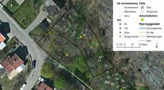 4.2 Område A Figur 13, område A o B I område A finns 15 ekar och ett antal andra lövträd.