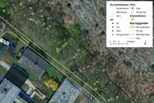 Ekar som fälls Ekar som kräver beskärning Storlek saknas saknas 4.4 Område C Figur 14, område C Norr om den nya skolbyggnaden står ett fyrtiotal träd inom område C.