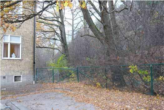 Figur 15 Närmast staketet står ek nr 34 som fälls i förslaget. tryggad men rotskadorna har gett upphov till en del röta. Skuggan från byggnader och andra träd ökar också känsligheten för rötskador.