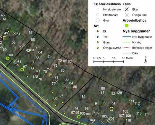 4.7 Område F Figur 19, område F I område F står ett fyrtiotal träd där 30 av dessa är ekar. Inga grova ekar finns i detta område, men sex efterträdare finns medan resten är nyrekryterare.