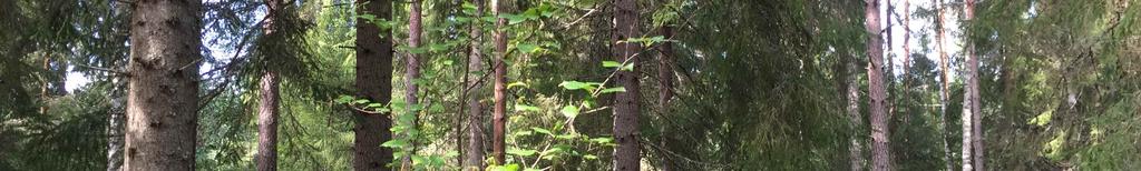 Skogsmark På fastigheten har det upprättats en