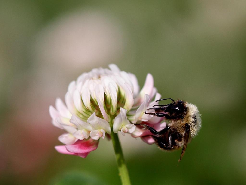 POLLINERINGSINSEKTER