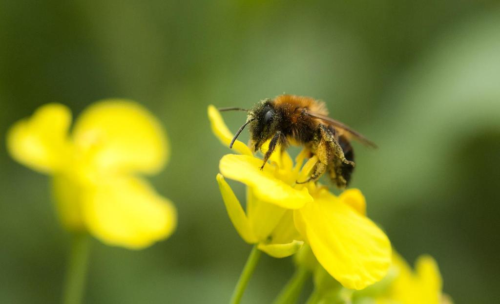 Solitärbin Cirka 230 olika arter i Sverige
