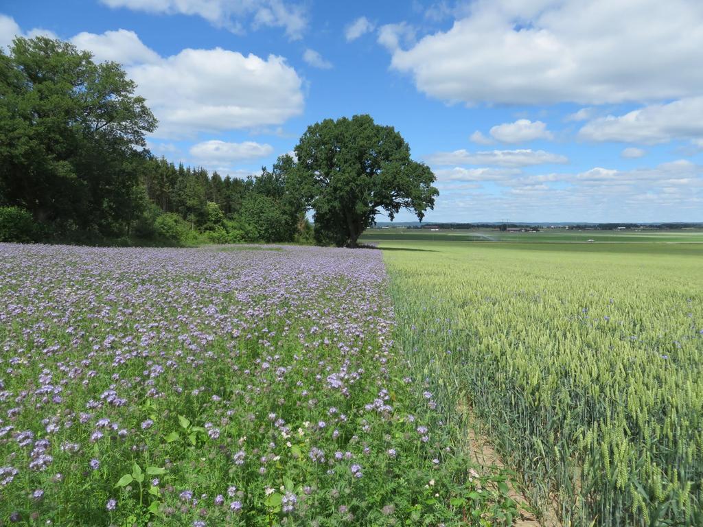 Låt de ekologiska