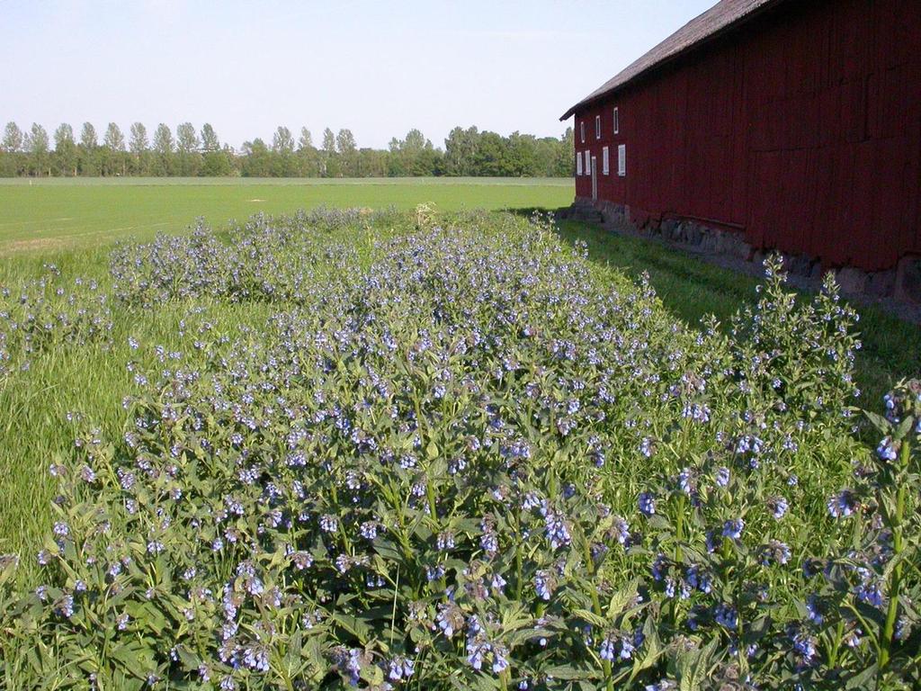 Blommande vallört