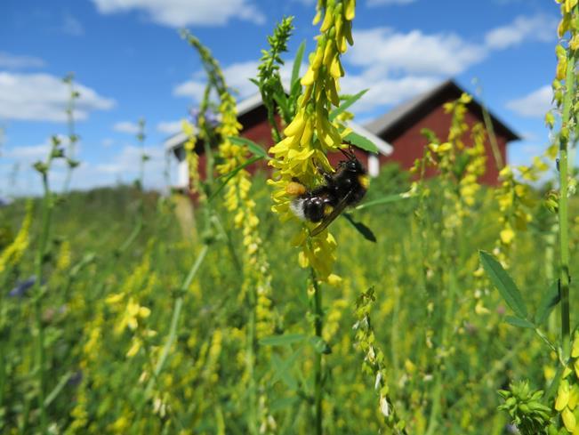 Mer om mångfald på: www.jordbruksverket.