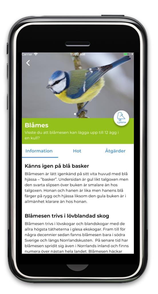 information och fågelsång