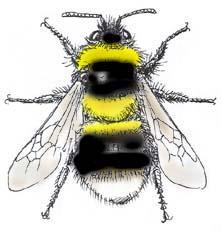 sig i ekologi Släktet Bombus B.
