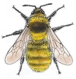 distinguendus, klöverhumla 10 B.