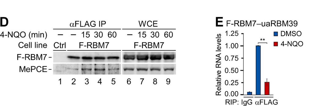 (Right) Quantification of g-h2ax foci-positive HeLa cells. The graph shows the percentage of cells with at least one nuclear g-h2ax foci.