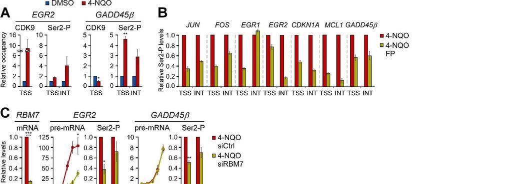 Figure S5 RBM7 and 7SK snrnp are critical for the induction of P-TEFb-dependent DDR genes. Related to Figure 6.