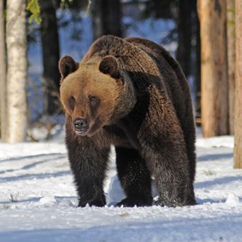 I genomsnitt tar en vargflock 120 älgar per år i områden där älg är det huvudsakliga bytesdjuret.