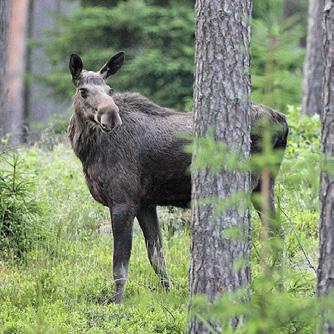 FRÅN OVAN: RÖDRÄV, JÄGARE MED HUND, ÄLG, KRONHJORT.