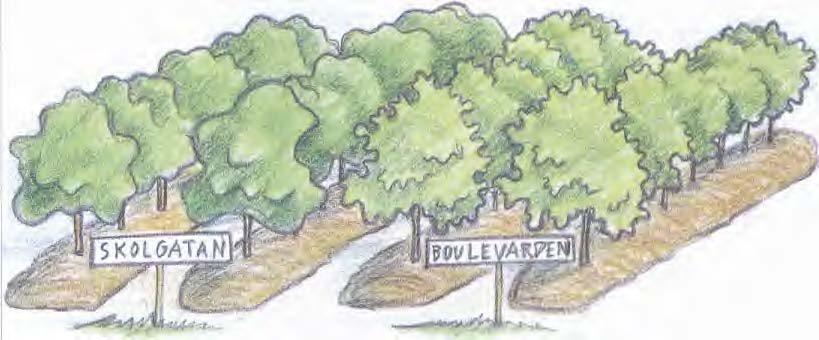 Planteringsprogrammet ligger till grund för den långsiktiga planeringen av t ex föryngringsåtgärder, nyplantering och särskilda vårdinsatser.