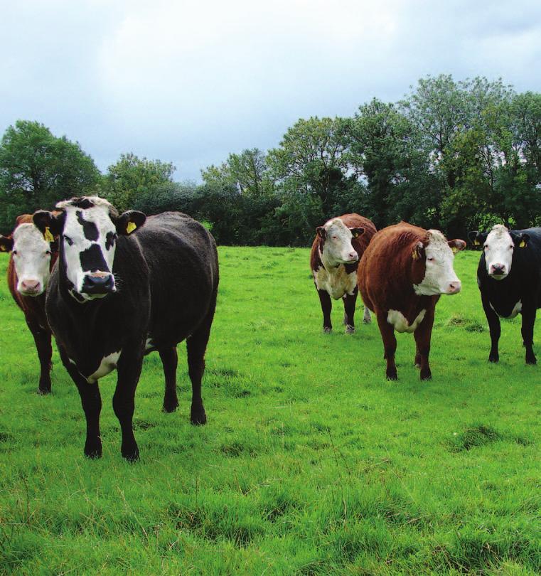Vårt Glenslieve Hereford-nötkött kommer uteslutande från några få Foyle-godkända Hereford-gårdar i nordvästra Irland.