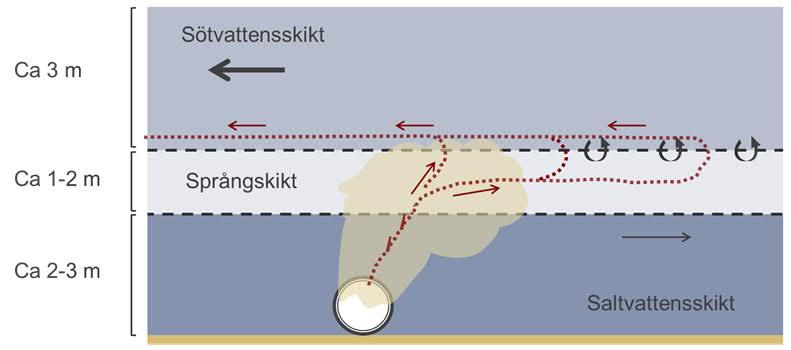 saltvattenskikt