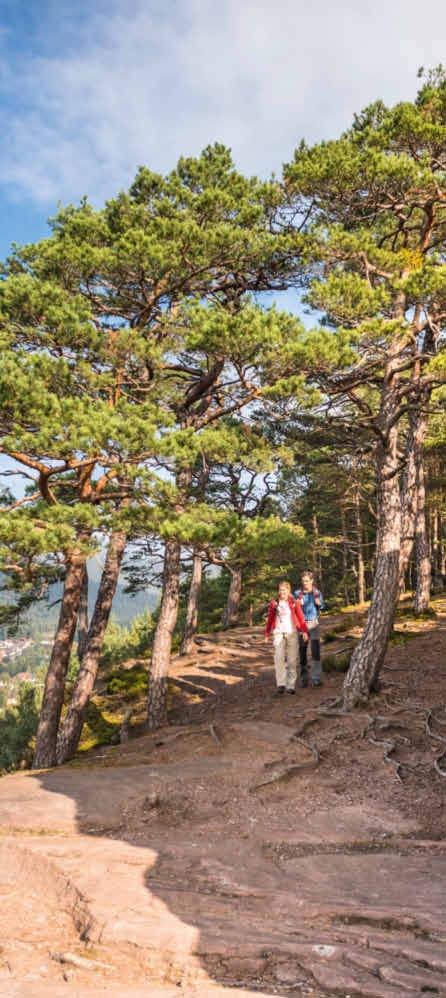 Sind es die sieben Premiumwanderwege, wie etwa der Hauensteiner Schusterpfad, der mit grandiosen Ausblicken und Einkehrmöglichkeiten beglückt?