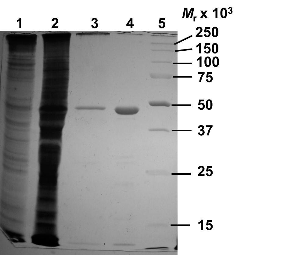 Figure S2: SDS-PAGE analysis of samples from PhaZ Ssp5A purification. Protein amounts loaded are indicated. Lanes: (1), culture supernatant, 3.