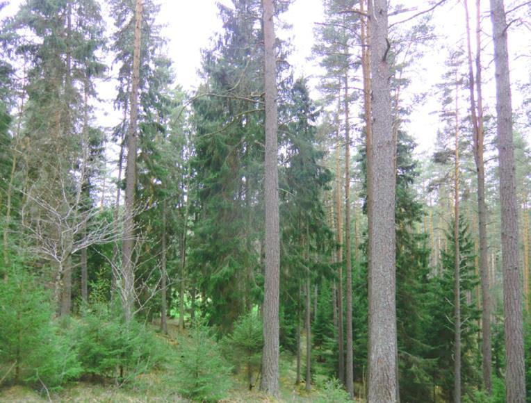 Uppräkning av ett års tillväxt uppgår virkesförråd till runt 5 400 m³sk.