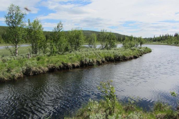 Nedströms de lugna selområdena samt Fräkenselet blev Ullisbäcken återigen strömmande i knappt 500 meter (figur 60).