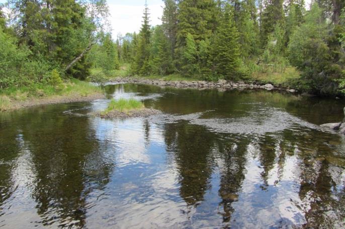 Figur 70. Rensningen 28h i bortre delen av bilden. Figur 71. Lugnflytande områden nedan vägen. Sammanfattning Ullisbäcken inventerades 2016-06-22 från Ullisjaure och ned till Långvattnet.