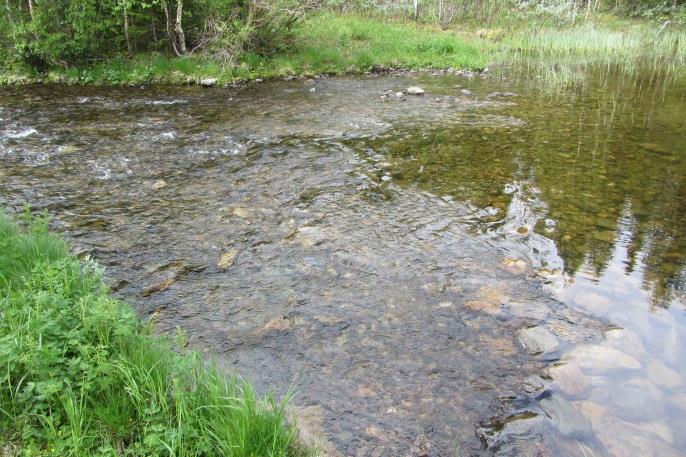 De kvarvarande delarna av flottningsdammen utgjorde inget vandringshinder för