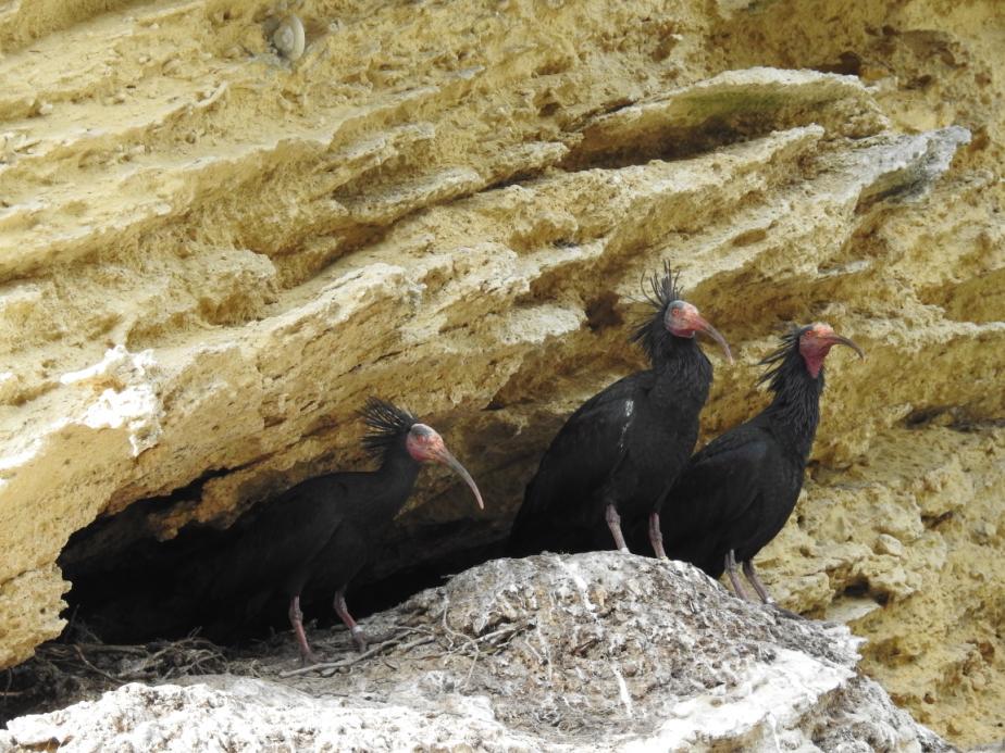 De fulsnygga eremitibisarna. Foto Gigi Sahlstrand 17 Kohäger Bubulcus ibis Talrik.