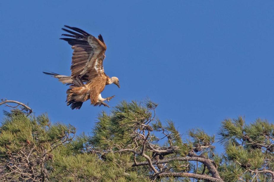Observerad 3 dagar totalt 20 Havssula Morus bassanus 2 Desembocadura del Guadalhorce 15.2 (över havet), 5 Strait of Gibraltar at Algeciras 18.2 och 1 Tarifa 22.2. 21 Storskarv Phalacrocorax carbo Allmän La Janda 16.