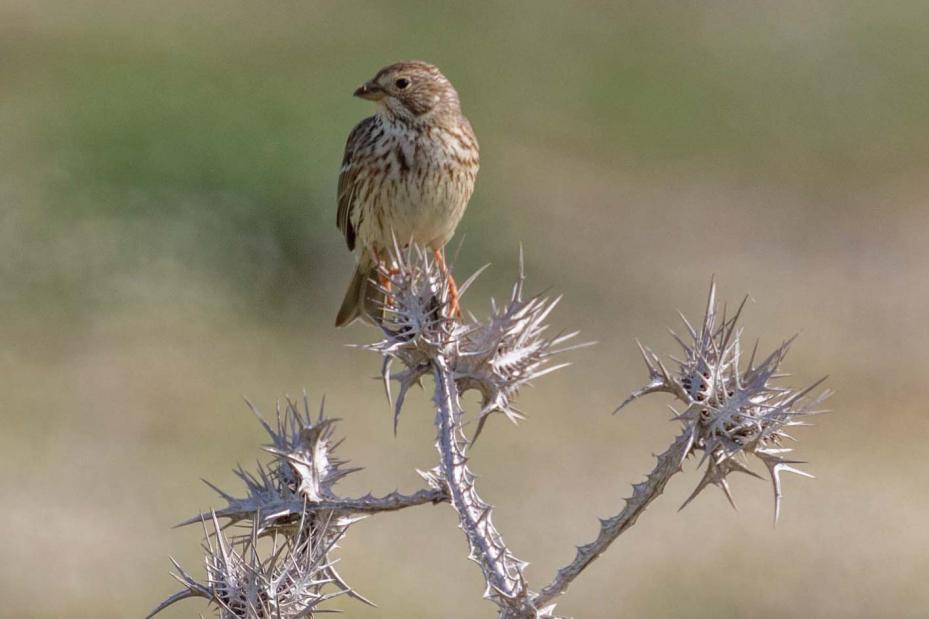 95 Ängspiplärka Anthus pratensis 20 Parque Natural Los Alcornocales 16.2, sedd under dagen 22.2 och 2 hörda Tarifa--Beach 23.2. 96 Bofink Fringilla coelebs 50 La Janda + 50 längs vägen 16.2. Observerad 3 dagar totalt 97 Bergfink Fringilla montifringilla 20 La Janda 16.