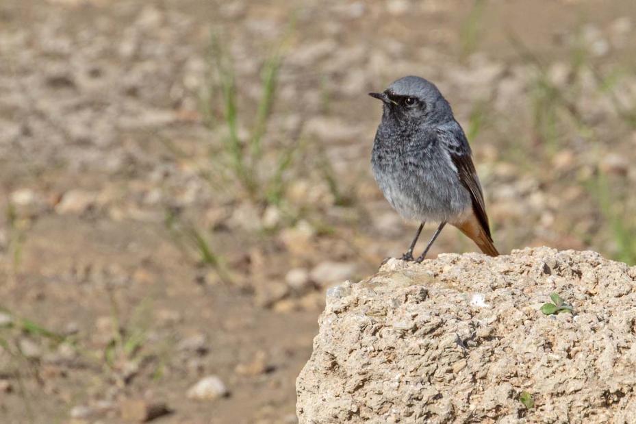 15 Kaja Coloeus monedula spermologus 16 Blåmes Cyanistes caeruleus 17 Talgoxe Parus major 18 Ladusvala Hirundo rustica rustica 2 Europa Point 17.2. Insträckande över havet från Marocko.