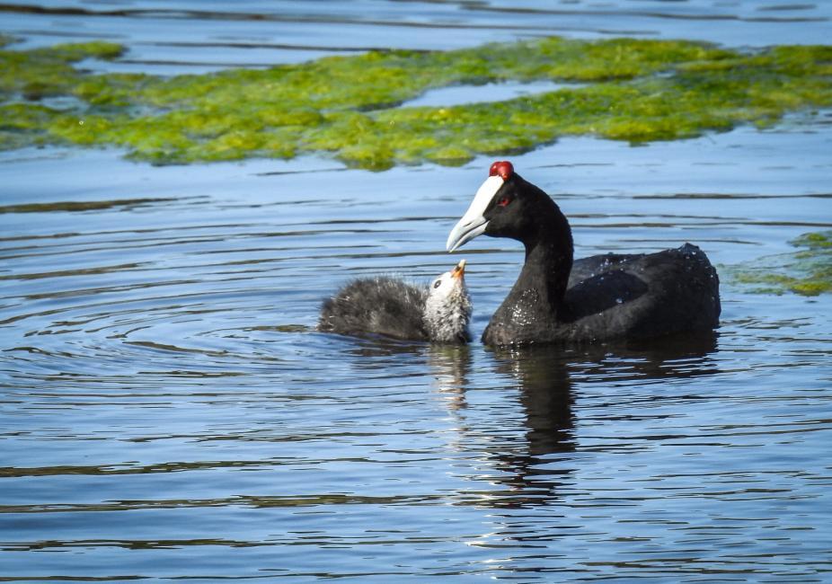 15 Bronsibis Plegadis falcinellus 1000 Oued Loukos 18.2. Observerad 3 dagar totalt 16 Skedstork Platalea leucorodia leucorodia 25 Oued Loukos 18.2 och 30 Merja Zerga NP 19.
