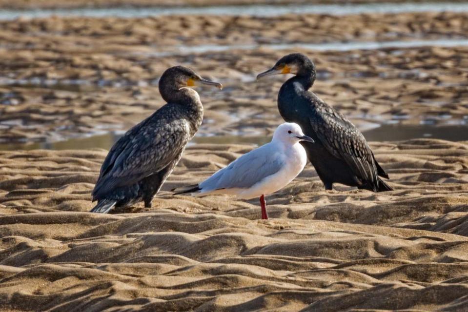 34 Sothöna Fulica atra atra 2 Lac Sidi Boughaba NP 19.2, 1 Plain of Asilah 20.2 och Allmän Pond NV of Dar Bni Karrich 21.2 35 Trana Grus grus 1+2 hörda Oued Loukos 18.2 och 3 Plain of Asilah 20.