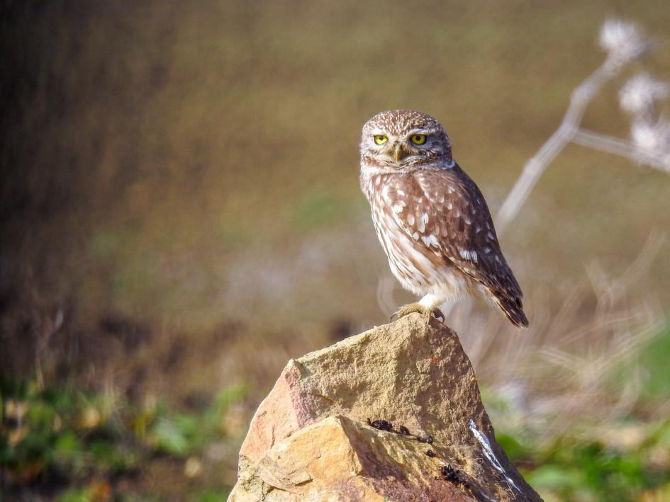54 Svarthuvad mås Ichthyaetus melanocephalus 3 Oued Tahadart mouth 18.2 och 2 Merja Zerga NP 19.2 55 Medelhavstrut Larus michahellis Talrik Merja Zerga NP 19.2. Observerad 4 dagar totalt 56 Silltrut Larus fuscus Talrik Merja Zerga NP 19.