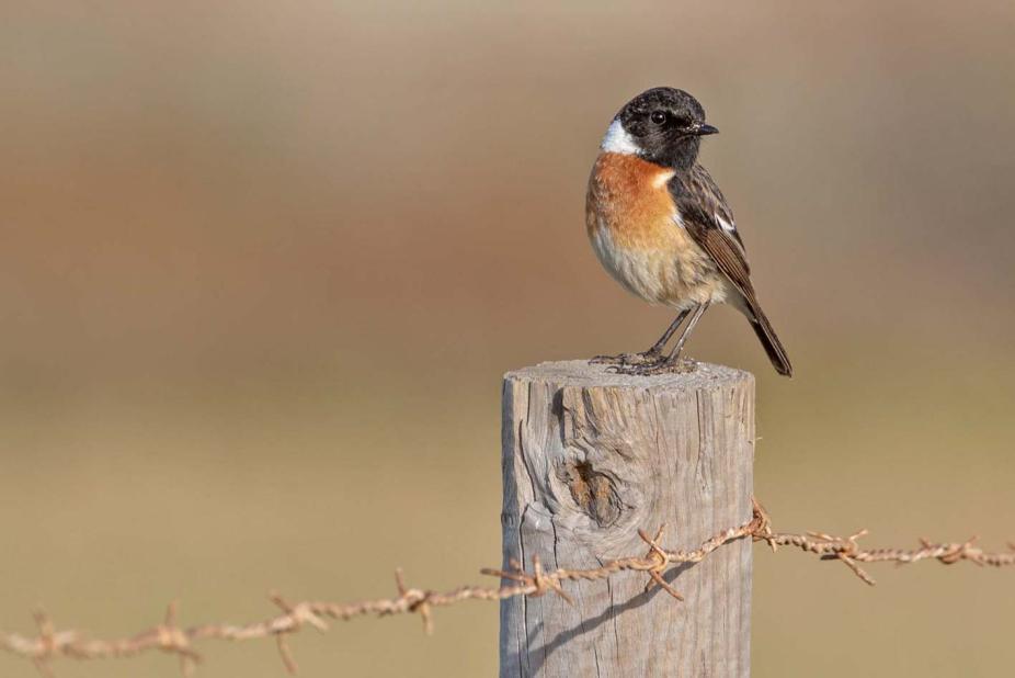 93 Svarthätta Sylvia atricapilla 1 hörd Moulay Bousselham 19.2, 1 hörd Lac Sidi Boughaba NP 19.2 och 2 hörda Plain of Asilah 20.2 94 Sammetshätta Sylvia melanocephala Tämligen allmän.