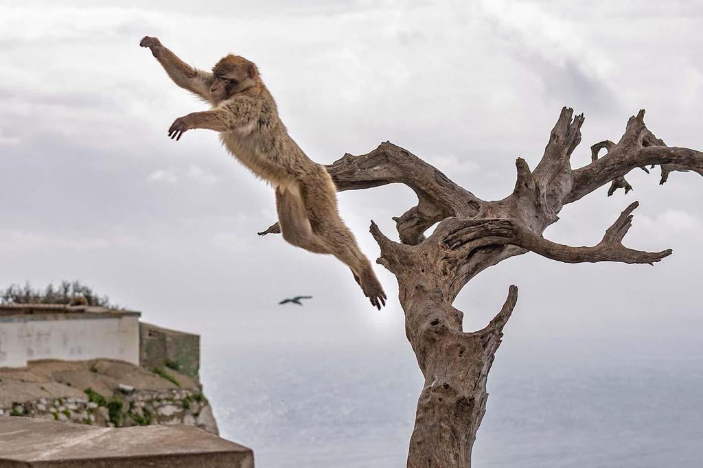 Berberapa. Tillhör makaker släktet men dessa har ingen svans. Foto Peter Hennix Artlista däggdjur Marocko 1 Berberapa (Berbermakak) Macaca sylvanus 20
