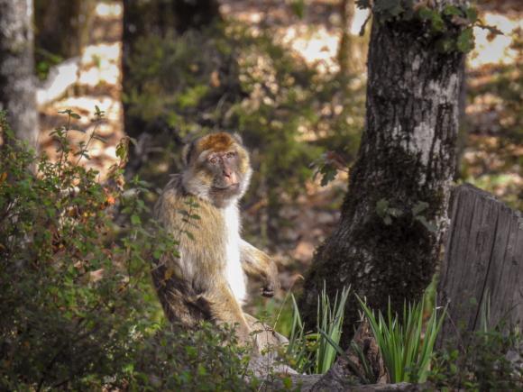 Vårt första mål för dagen blev på Asilah slätter för att försöka hitta de få stortrapparna i området men det blev 7 minervaugglor i stället. Färden gick vidare.