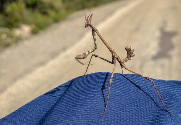 En lustig krabat åkte snålskjuts på en deltagares axel, Empusa pennata, en bönsyrsa.