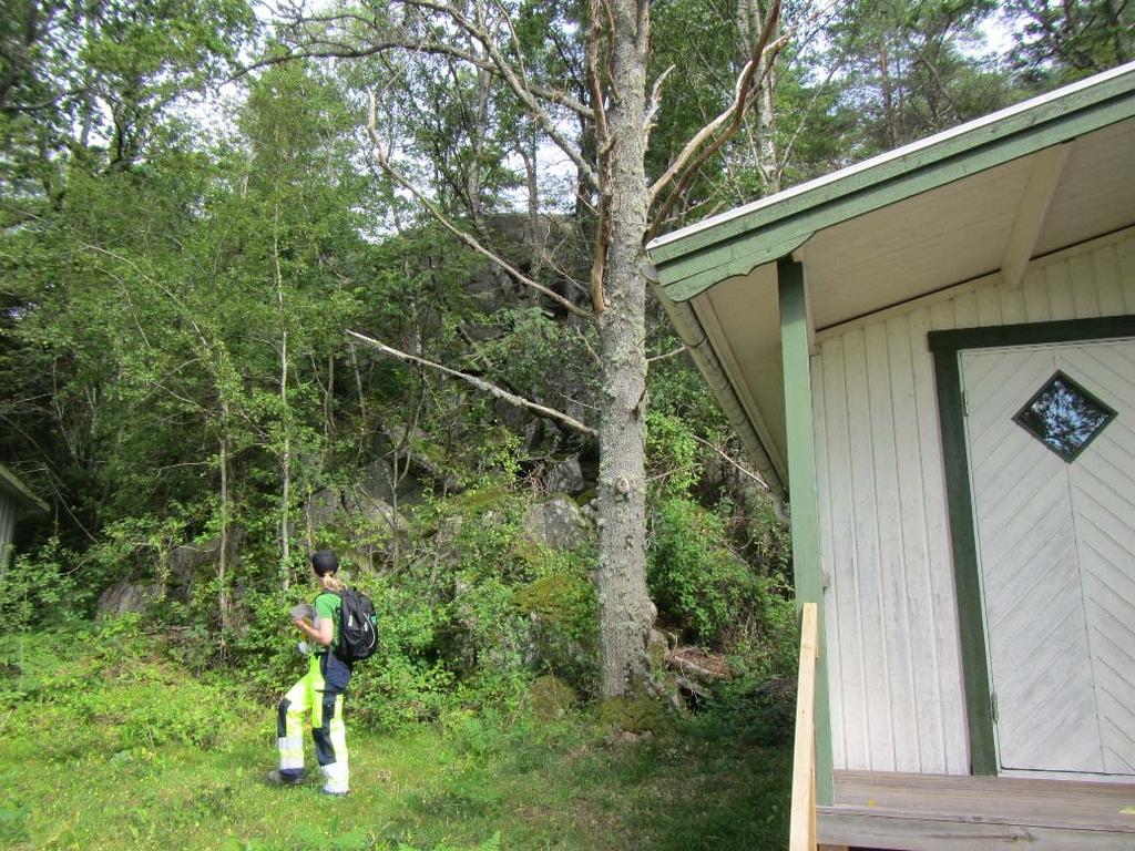Släntområde 7 Område 7 sträcker sig från den branta slänten i område 6 och till campingplatsens