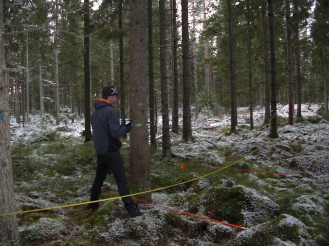 Figur 4. Måttbandet utdraget och stavar markerar de olika zonerna i beståndet. Bestånd 4.2 Figur 5.