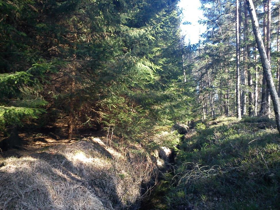 Figur 8. Rensat dike i Hökås Bestånden rensades olika år vilket gör att det blir olika många inventerade år vid beräkningarna.