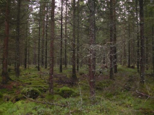 Fastighet 4 i Lillebo Lillebo fick som många andra i området stora stormskador och därmed problem med bärigheten då träd låg och dämde.