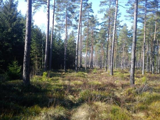 Bilder från fastigheten i Lillebo Fastigheten ligger på Gamla Storbolmen med 10-30 cm torv på sediment.