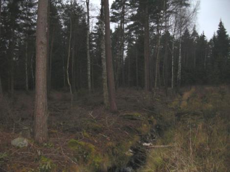 Fastighet 6 i Skinnebo Figur 19. Bilder från fastigheten i Skinnebo. Skinnebo ligger vid Bolmen och fick stora stormskador.