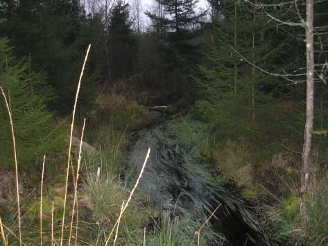 Åren gick och nytt samråd på längre sträcka söktes och beviljades. Markägaren är mycket nöjd med rensningen som utfördes 2008 och skogen har nu åter börjat åter växa på Gudrunhyggena.