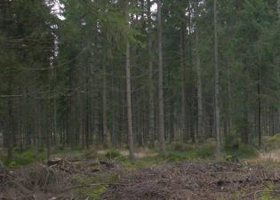 Fastighet 3 i Hjulvhult, bestånd 2 gran 40 år rensat 2007