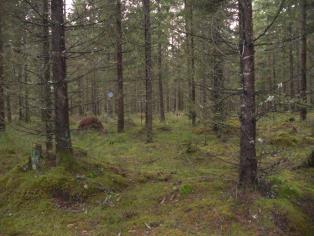 Fastighet 4 i Lillebo, bestånd 1 gran 50 år rensat
