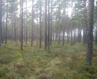 Fastighet 5 i Hökås, bestånd 3 tall 85 år rensat 2007
