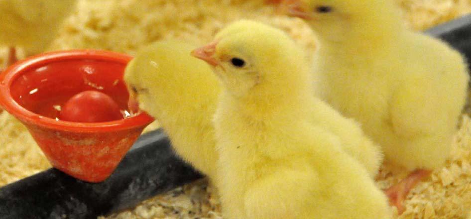 Flera fördelar Det finns många fördelar med TUPPEN: Tydliggör problem och störningar enklare och snabbare. Rådgivare och veterinärer kan snabbare sammanställa underlag för utredning.