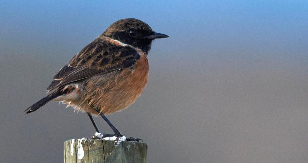 Irland 3 8 mars 2020 med Erik Hirschfeld Svarthakad buskskvätta. Foto: Erik Hirschfeld Varmt välkommen på AviFaunas resa till Irland! Den gröna ön i väster besöker vi på denna resa.